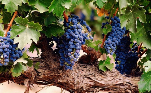 重慶紅酒批發市場萬葡酒業11月葡萄酒下午茶品酒會